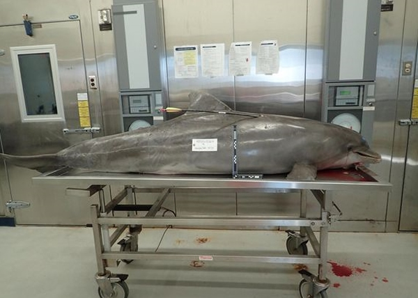 奥兰治海滩发现的海豚中箭后，煎熬5天才死亡。