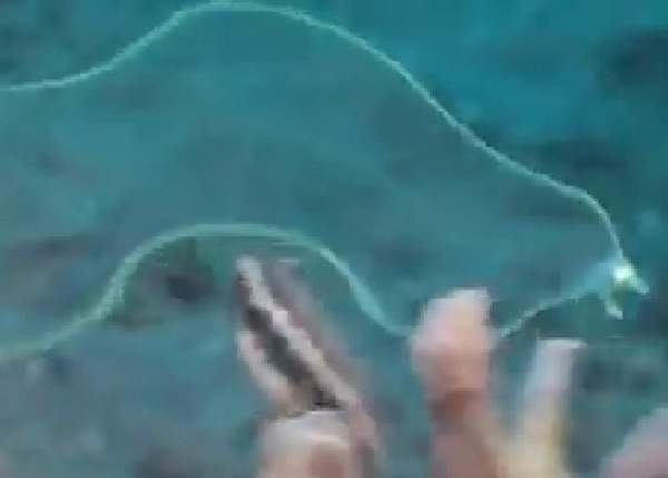水中神秘生物全身透明，仅前端是白色。