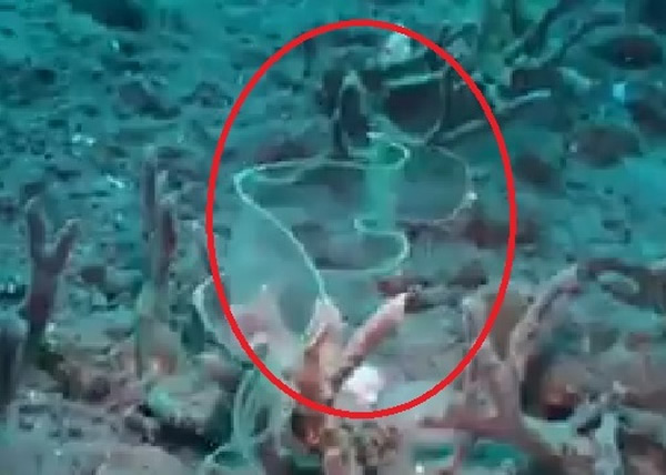 水中生物(红圈)随水流移动，不受任何阻碍。