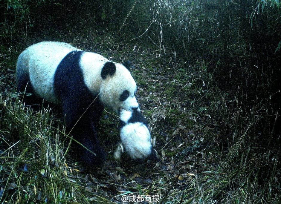 九寨沟首次拍到野生大熊猫母子同游的场景