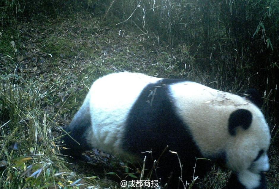 九寨沟首次拍到野生大熊猫母子同游的场景