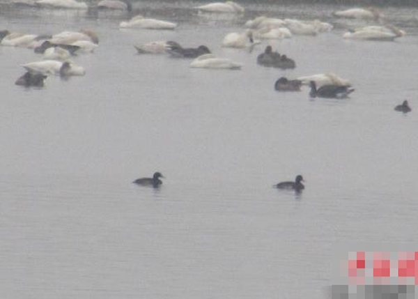 在天鹅、豆雁等候鸟群中发现2只青头潜鸭。