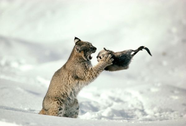 美国大山猫（Lynx rufus）