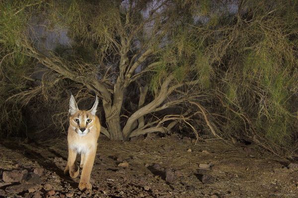 狞猫（Caracal caracal）