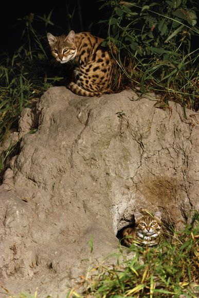 黑足猫（Felis nigripes）