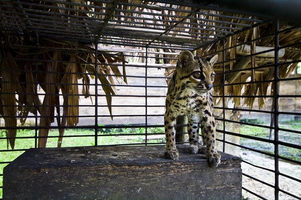 美洲虎貓（Leopardus tigrinus）