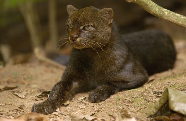 南美豹猫（Herpailurus yagouaroundi）