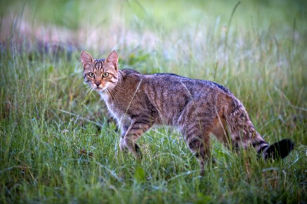 欧洲野猫（Felis silvestris）