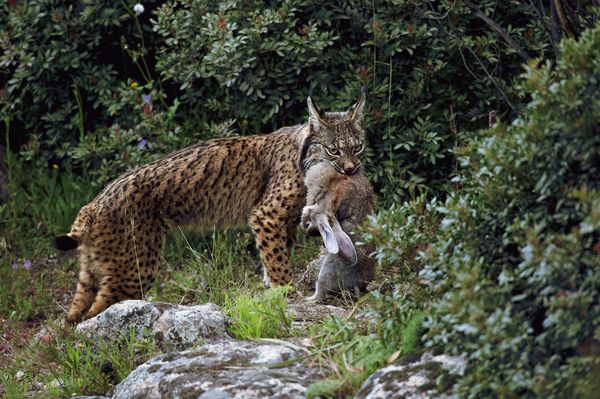 西班牙山猫（Lynx pardinus）