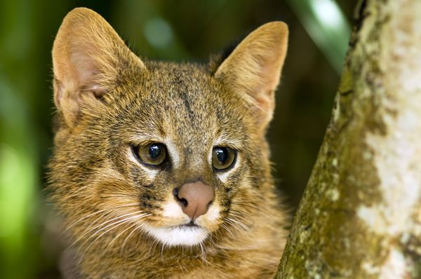 南美草原猫（Leopardus colocolo）