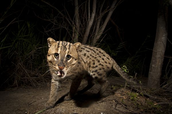 渔猫（Prionailurus viverrinus）