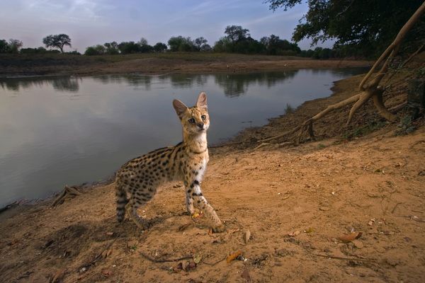 薮猫（Leptailurus serval）
