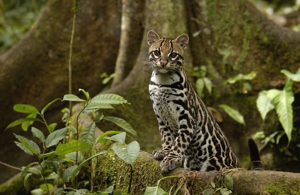 美洲豹猫（Leopardus pardalis）