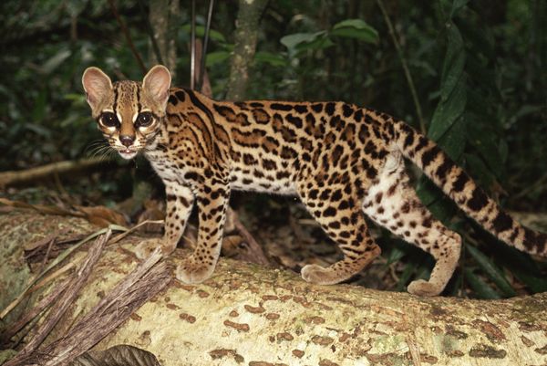 长尾虎猫（Leopardus wiedii）