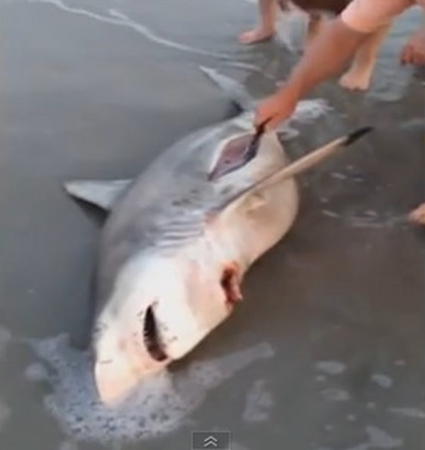 怀孕母鲨鱼搁浅死亡，海边游客抢救肚里的小鲨鱼。