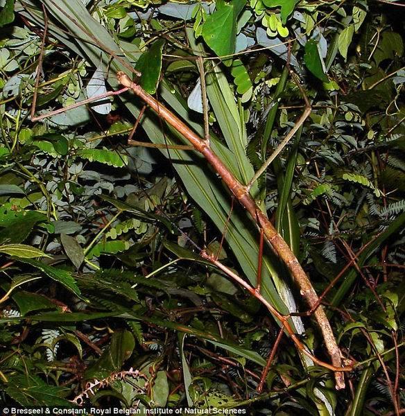 这种竹节虫学名为“Phryganistria heusii yentuensis”