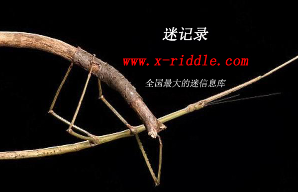 迷记录