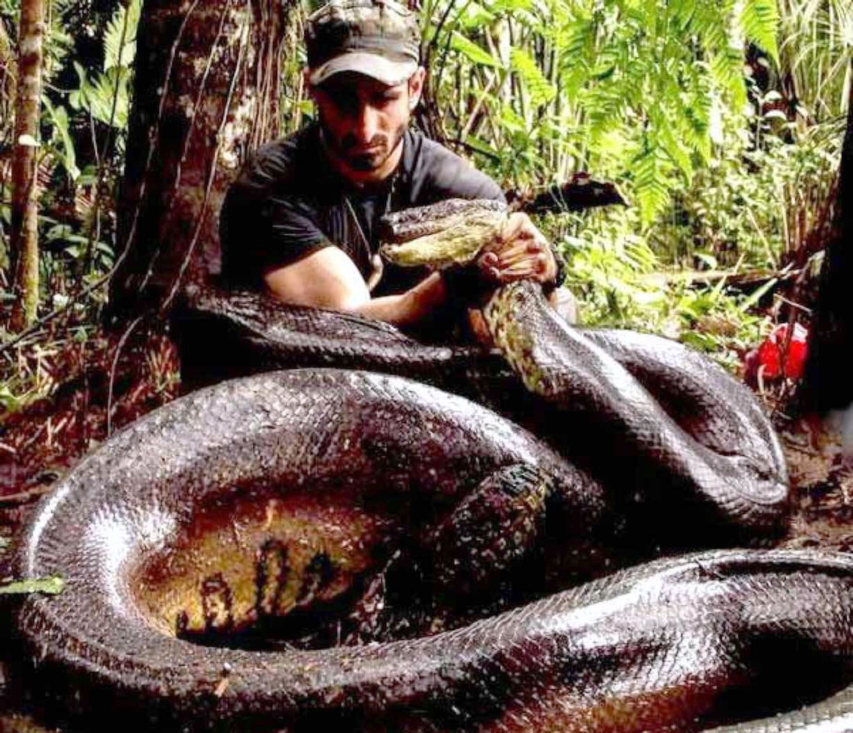 Discovery《Eaten Alive》：让野生动物专家被一条大蟒蛇活活吞下去