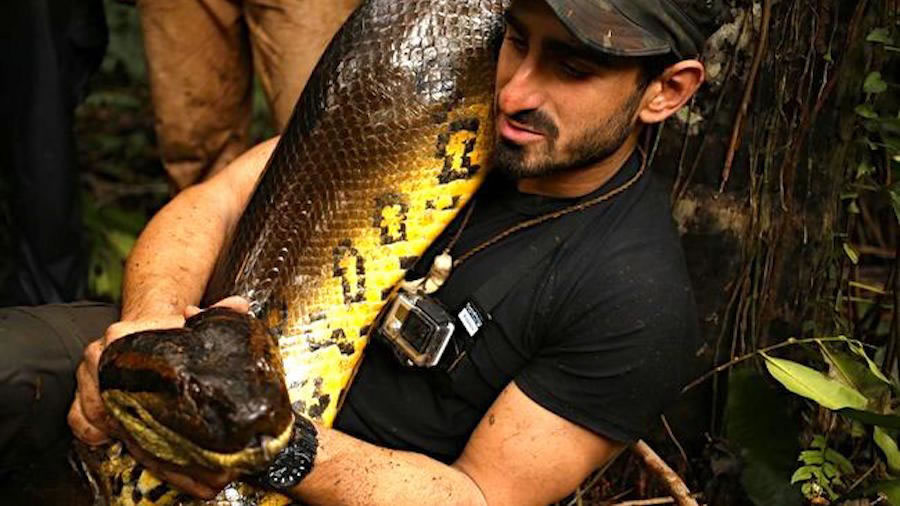Discovery《Eaten Alive》：让野生动物专家被一条大蟒蛇活活吞下去
