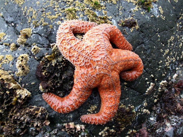 科学家指海星死于“海星相关浓核病毒”