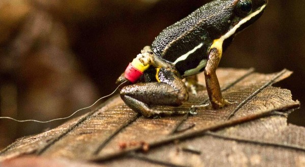 霓股箭毒蛙Allobates femoralis