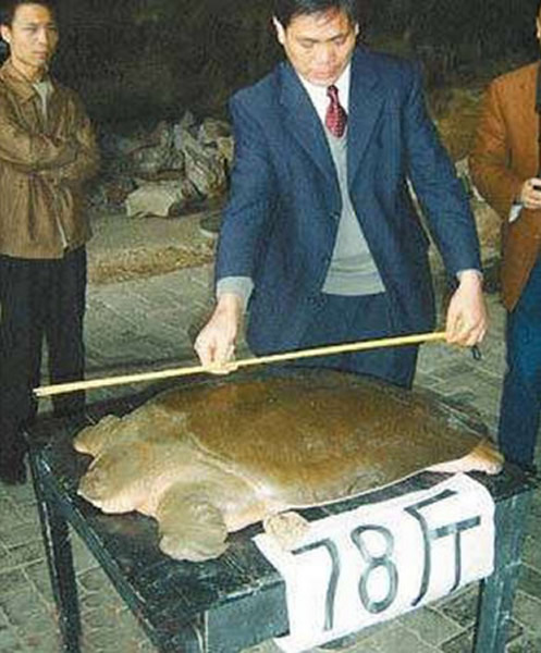 江西省新余市分宜县严嵩洞发现“千年神鳖”——巨型中华鳖