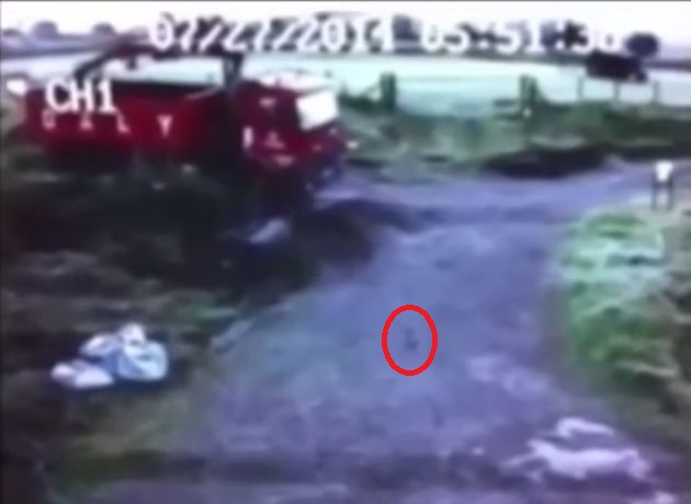 该只鸡(红圈示)突然仓皇逃生。