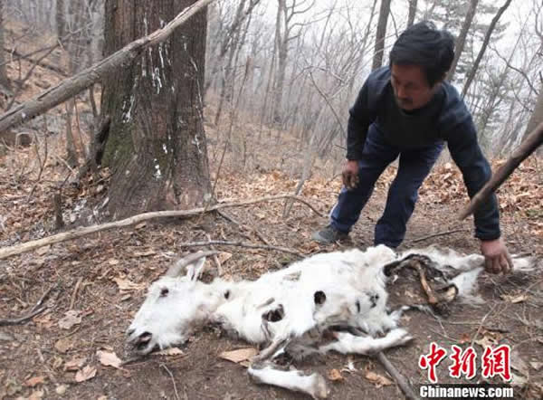 吉林舒兰极度濒危的野生远东豹捕食山羊