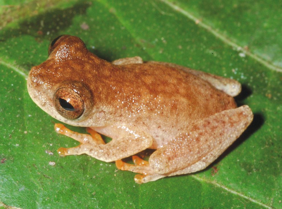 栖息在亚马逊雨林中的Dendropsophus ozzyi，其叫声特别高、特别尖锐。 Photograph by Pedro Peloso