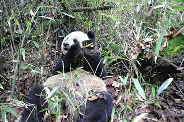 陕西汉中佛坪国家级自然保护区发现一只野生老年大熊猫在啃羚牛大腿骨