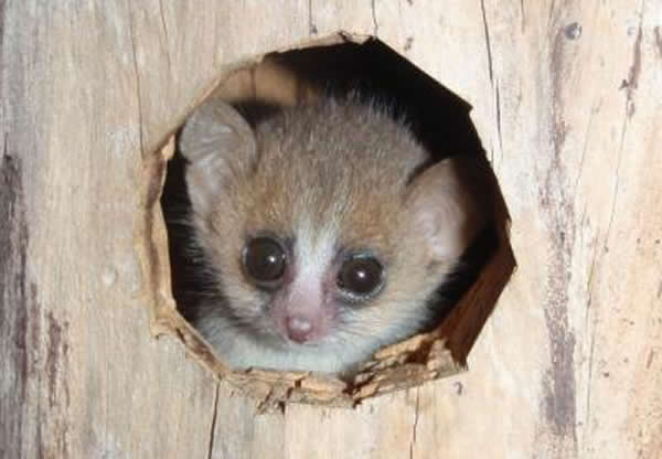 幼崽时期的鼠狐猴。