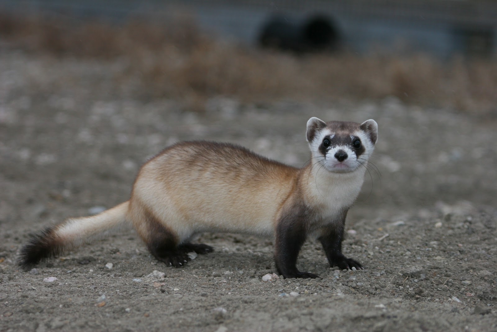 黑脚貂（Mustela nigripes）