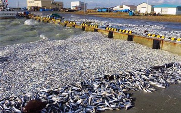 日本北海道鹉川町的海面漂来大量死沙丁鱼