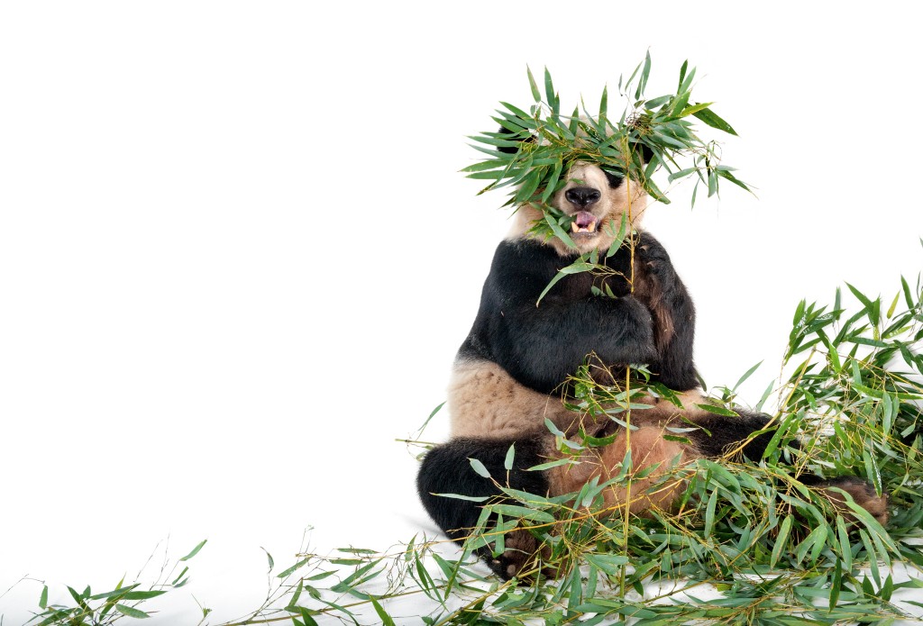 这只大猫熊摄于美国乔治亚州的亚特兰大动物园。 PHOTO: JOEL SARTORE