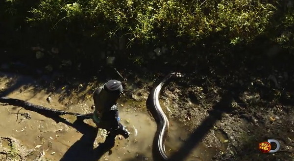 Discovery纪录片《Eaten Alive》要让野生动物制片人被蟒蛇吞进肚子里