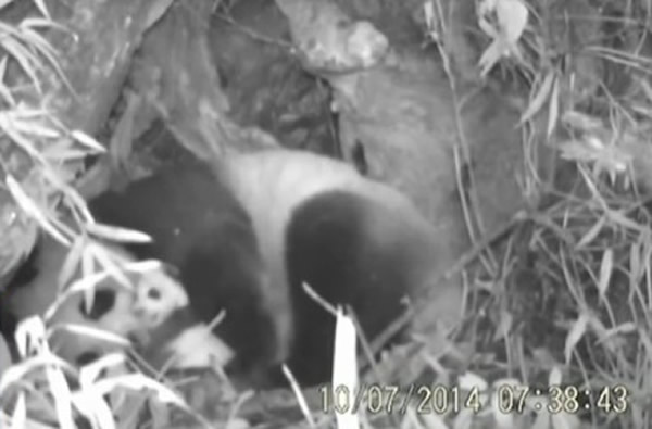 用红外线触发相机记录到野生大熊猫抚育幼子过程