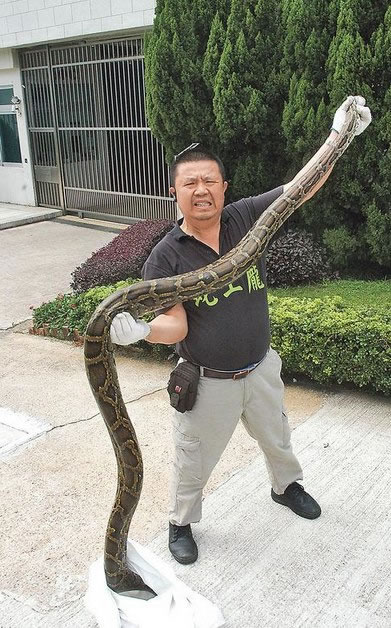 香港3米长大蟒蛇找食误闯民居