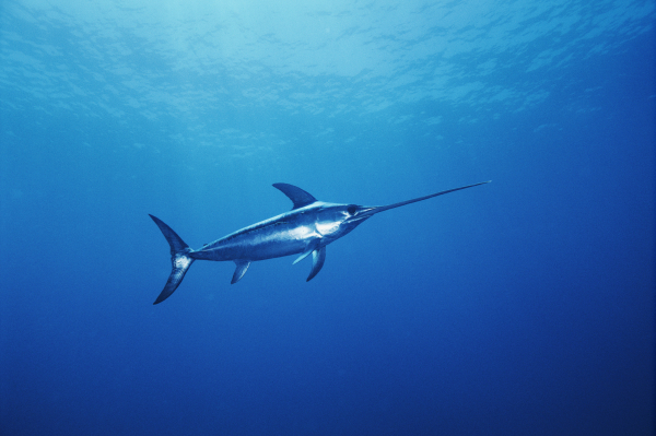科学家发现，像剑旗鱼（broadbill swordfish）这种旗鱼能够修复上颌骨所受的轻微损伤，上颌骨就是形成它们的「剑」的主要结构。摄影：Brian Sk