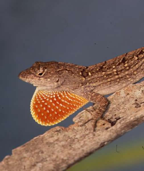 Anolis sagrei垂皮蜥蜴