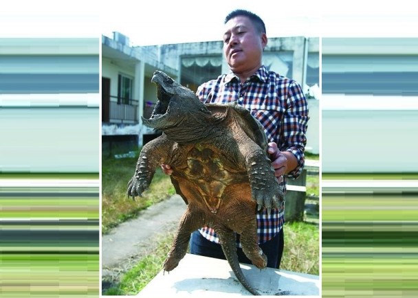 重庆男子在池塘钓获20公斤凶猛大鳄龟