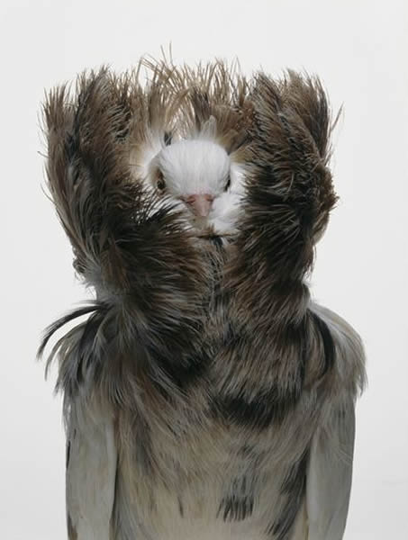 雅各宾鸽（Jacobin pigeon）