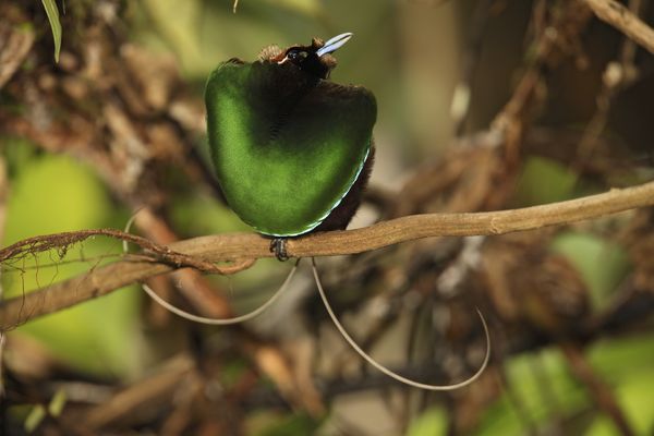 丽色风鸟（Cicinnurus magnificus）