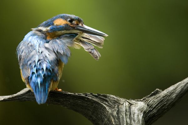 普通翠鸟（Alcedo atthis）