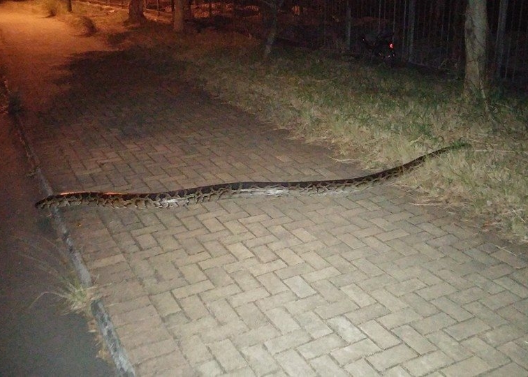 吐露港出现蟒蛇，吓得网民称不敢到附近跑步、踏单车。