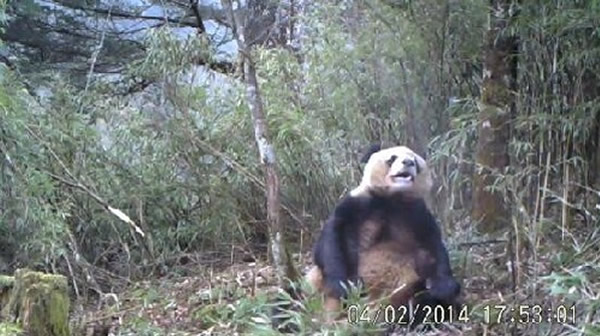 野外视频监控捕捉拍摄到大熊猫吃饱后“自慰”