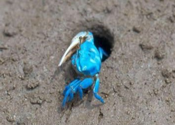 福建海滩惊现蓝色螃蟹