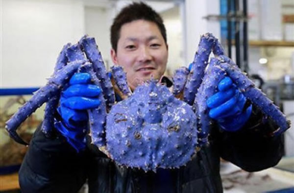 日本发现3.5公斤重蓝色帝王蟹