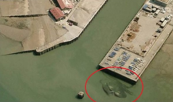 英国海岸惊现巨型面包蟹？