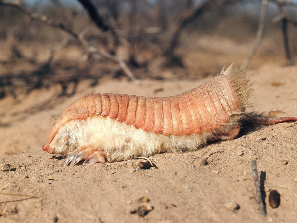 小铠鼹是阿根廷中部的原生物种。摄影：Nicholas Smythe via Getty
