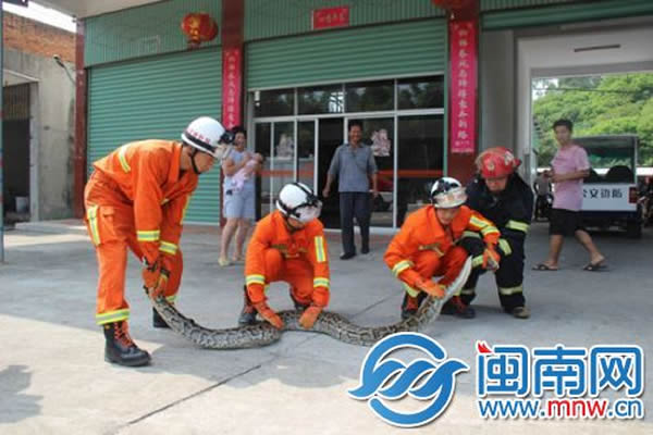 大蟒蛇身长约3米，身板跟消防员的小腿一样粗